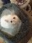 Cuccioli di gatto persiano/exotic short hair