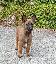 Cuccioli Malinois