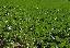 Terreno 80000 mq